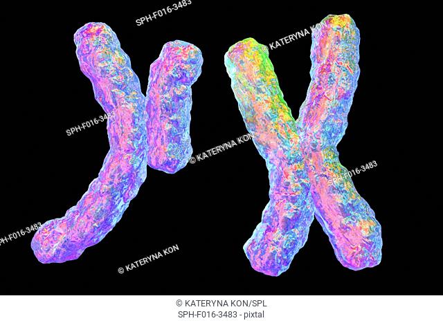 Human chromosomes, illustration
