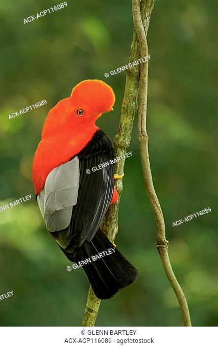 Andean Cock of the Rock (Rupicola peruviana) perched on a branch in the Andes Mountains of Colombia