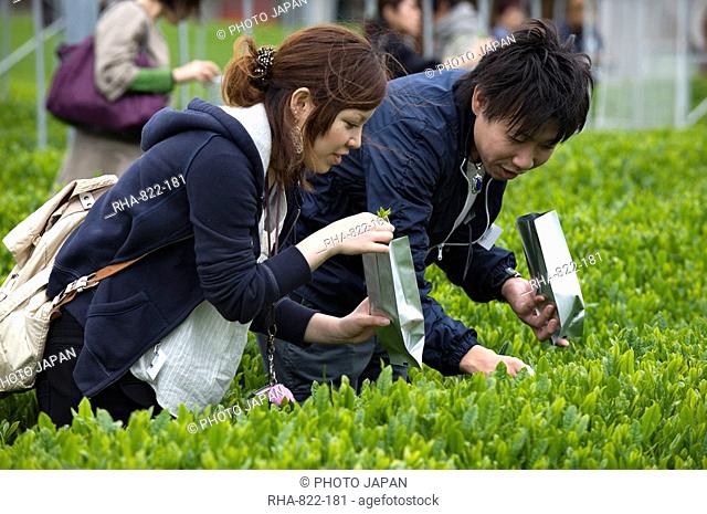 Visitors to the Makinohara tea fields hand picking their own green tea leaves, Shizuoka, Japan, Asia