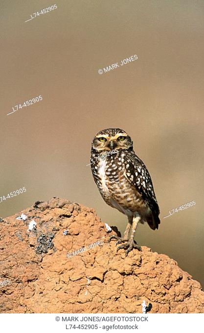 Burrowing Owl (Speotyto cunicularia) in typical 'cerrado' habitat. Serra da Canastra National Park, Brazil