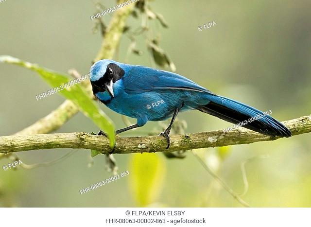 Turquoise Jay (Cyanolyca turcosa) adult, perched on branch in montane rainforest, Andes, Ecuador, November