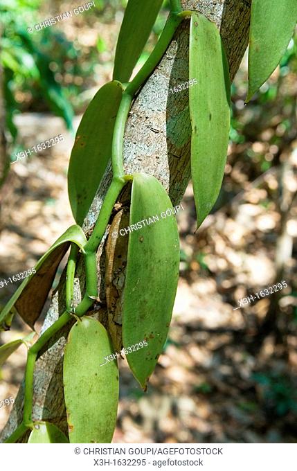 vanilla, Strict Nature Reserve of Lokobe, National Park, Nosy Be island, Republic of Madagascar, Indian Ocean