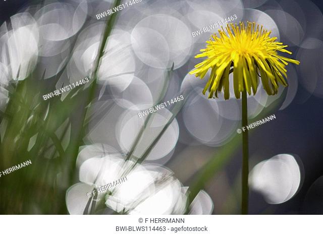 common dandelion Taraxacum officinale, with light reflexes, Germany