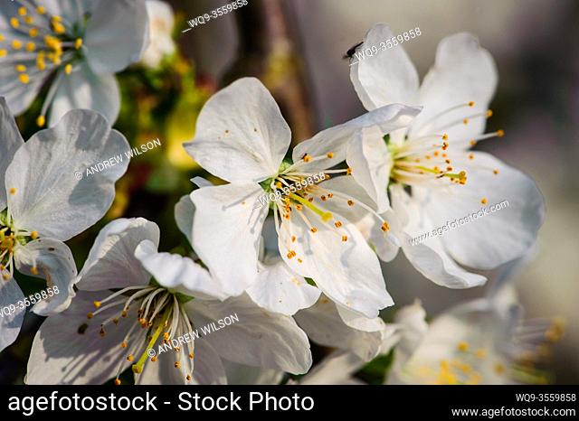Cherry Blossom in Spring in Scotland
