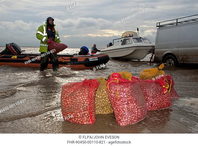 Licensed cockle pickers unloading bags from boats after picking from cockle beds, Foulnaze Bank, between Lytham and Southport, Ribble Estuary, Lancashire