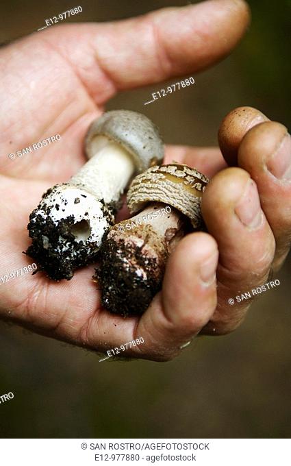 France, Auvergne, Haute Loire, Saint Bonnet le Froid, Restaurant Régis & Jacques Marcon, mushrooms harvest with mycologist Gilles Liège