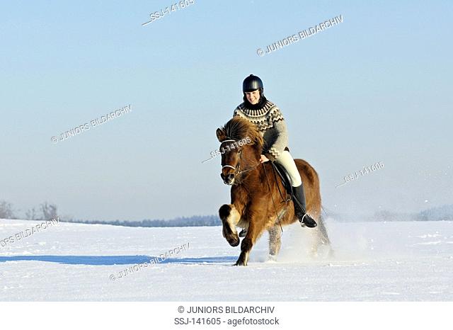 Young rider galloping on an Icelandic horse at a cold and sunny winter day