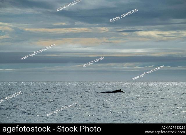 Humpback whales feeding and hunting for capelin