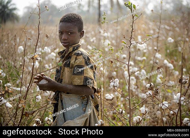Work in the cotton fields of Cote D'Ivoire, (Ivory Coast)