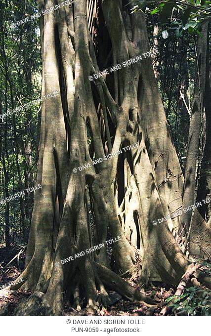 Strangler fig Ficus destruens trunk and root detail in south Queensland rainforest
