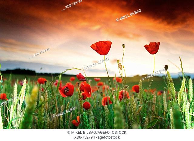 Poppy (Papaver rhoeas) field at sunset