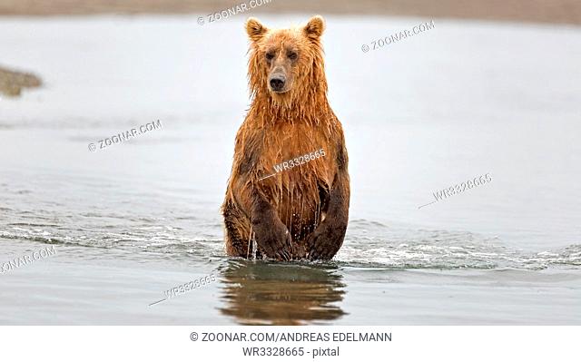 Grizzlybär beim Lachsfang im Douglas River in Alaska