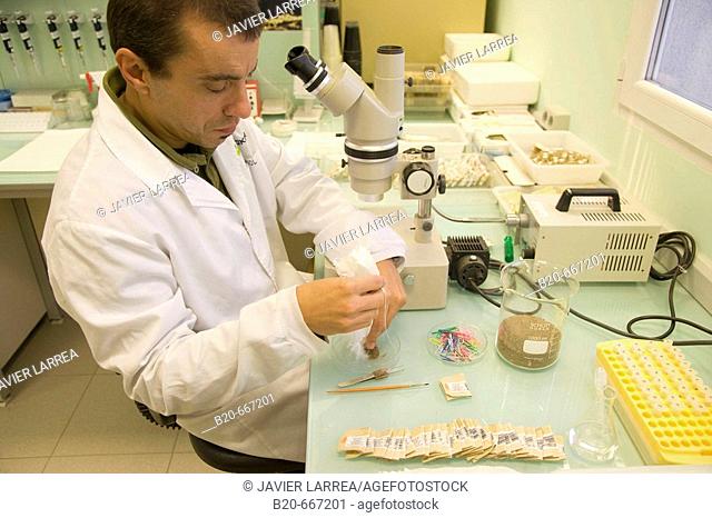 Identification of cyst nematodes in soil. Neiker Tecnalia, Instituto de Investigación y Desarrollo Agrario, Ganadero, Forestal y del Medio Natural, Arkaute