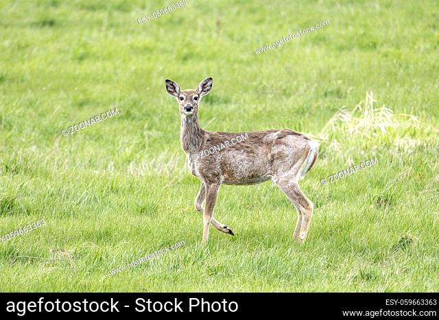 A white tail deer stands in a grassy field near Newman Lake, Washington