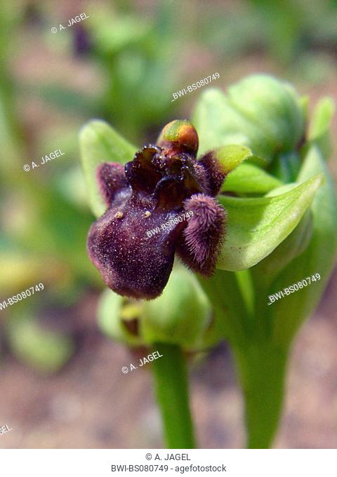 silky fowered ophrys (Ophrys bombyliflora), single blossom, Spain, Balearen, Majorca
