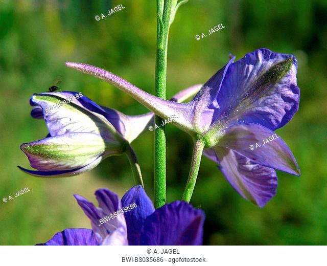 Doubtful knight's-spur, Larkspur, Annual Delphinium (Consolida ajacis, Delphinium ajacis), flowers with spur