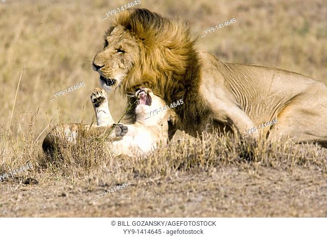Lions Fighting - Masai Mara National Reserve, Kenya