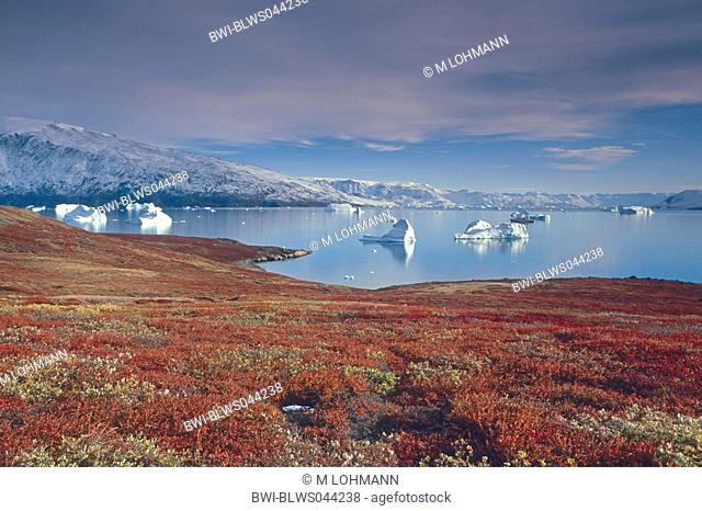autumnal tundra landscape at Harefjord, Greenland, East Greenland, Scoresbysund, Tunu, Cape Hofmann Halvo