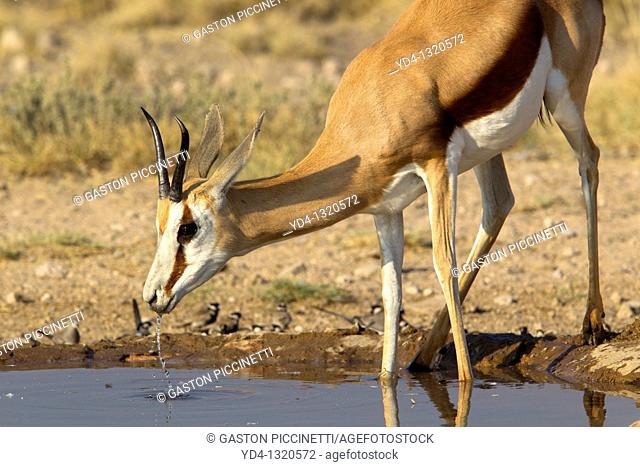 Springbok Antidorcas marsupialis, in the waterhole, Mabuasehube, Kgalagadi Transfrontier Park, Kalahari desert, Botswana
