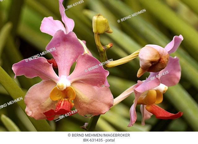 Orchid (Phalaenopsis spec.), Kuala Lumpur Orchid Gardens, Malysia, Asia