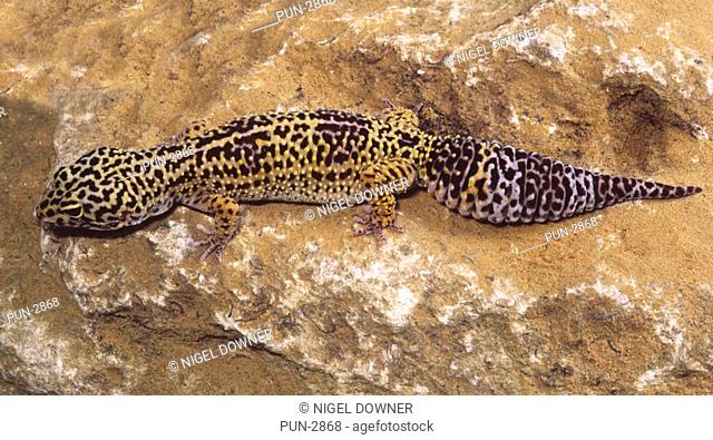 Leopard gecko Euplephoria macularis basking on rock
