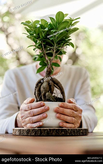 Senior man holding bonsai plant