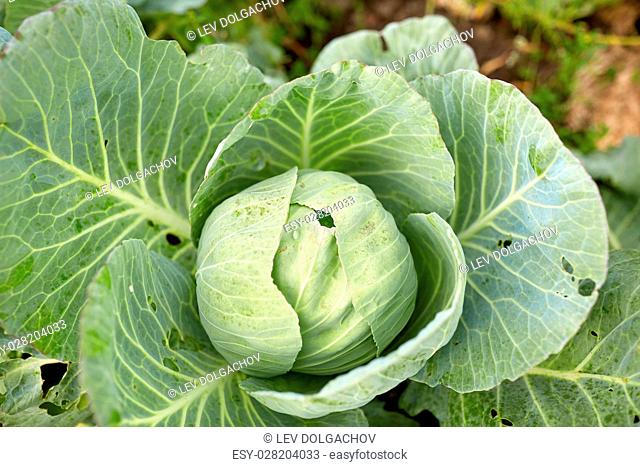 vegetable, gardening and farming concept - cabbage growing on summer garden bed at farm