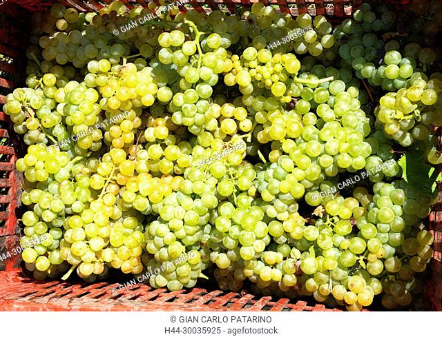 Italy, panorama of vineyards of Piedmont Langhe-Roero and Monferrato on the World Heritage List UNESCO. Bunches of Moscato d'Asti Italy, Piedmont, Vineyards