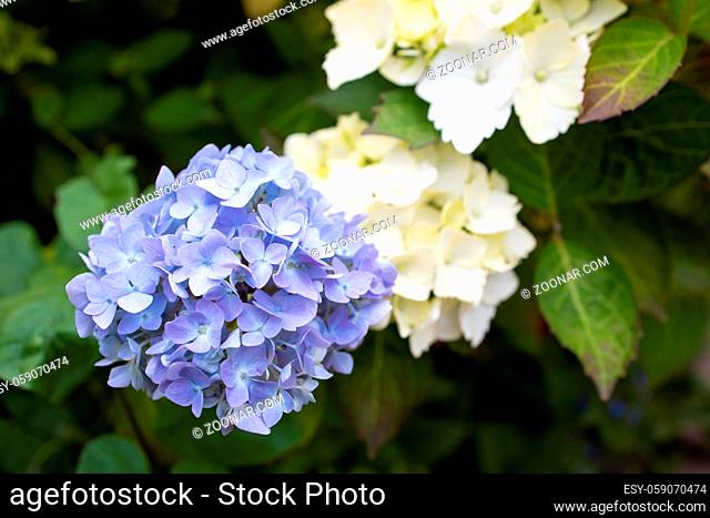 Purple Hydrangea macrophylla blossoming in garden at summer time