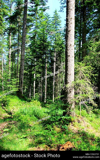 Atmospheric summer forest near Mittenwald, Bavaria, Germany, Upper Bavaria, Werdenfelser Land