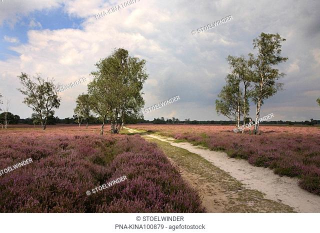 Heather, Ling Calluna vulgaris - Kampina, North Brabant, The Netherlands, Holland, Europe