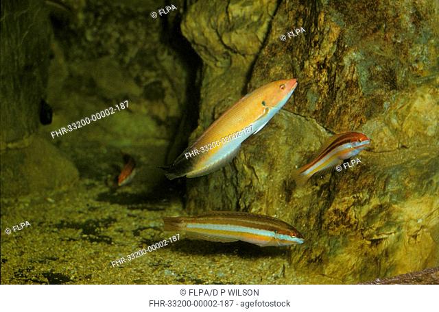 Fish - Rainbow Wrasse Coris julis One male with several females