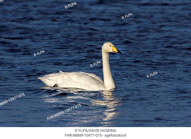 Whooper Swan on Lake Ardnave at Loch Gruinart, Isle of Islay Scotland