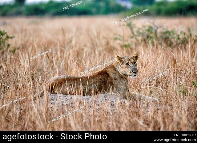 Lion, Panthera leo, Queen Elizabeth National Park, Uganda, Africa