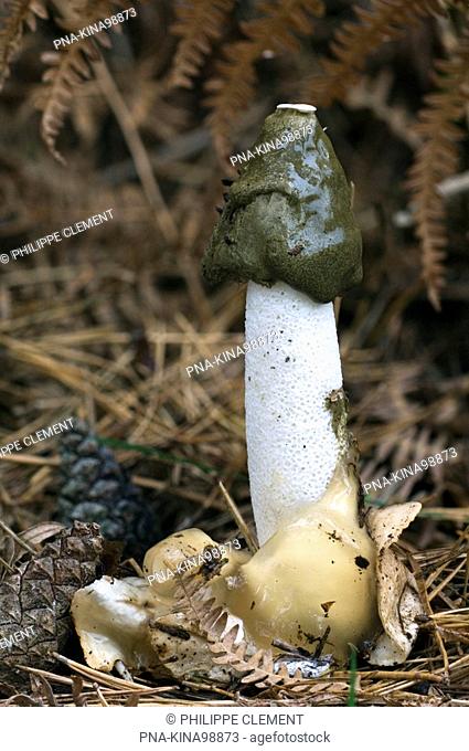 stinkhorn Phallus impudicus - Belgium, Europe
