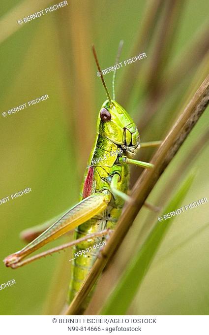 Small gold grasshopper (Euthystira brachyptera), family field grasshopper, dry meadow, Bavaria, Germany