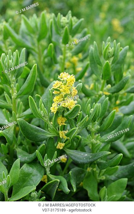 Dune spinach or sea spinach (Tetragonia decumbens) is an edible shrub native to South Africa and naturalized in Australia