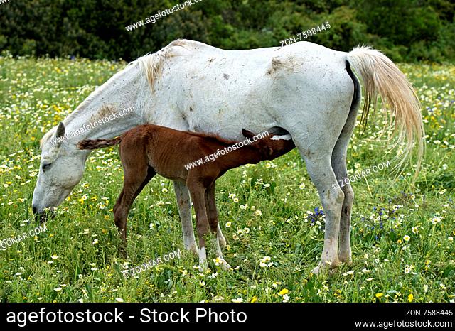 Araber Stute mit saugendem Fohlen, Andalusien, Spanien / Arabian Mare with a nursing foal, Andalusia, Spain