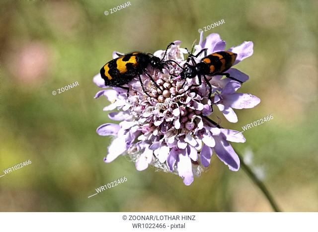Mylabris species, Blister beetle, Oil beetle