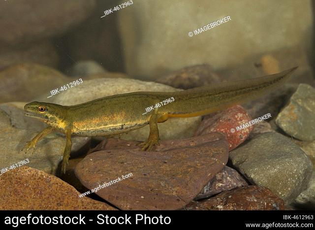 Common newt (Triturus vulgaris), female at the bottom of a stream, Thuringia, Germany, Europe