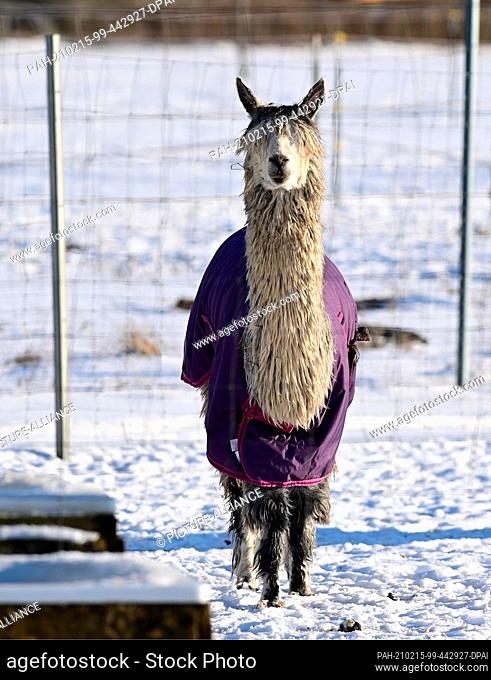 12 February 2021, Brandenburg, Schönwalde-Glien/OT Pausin: An alpaca with a purple cape stands in its snowy enclosure near the entrance to the village