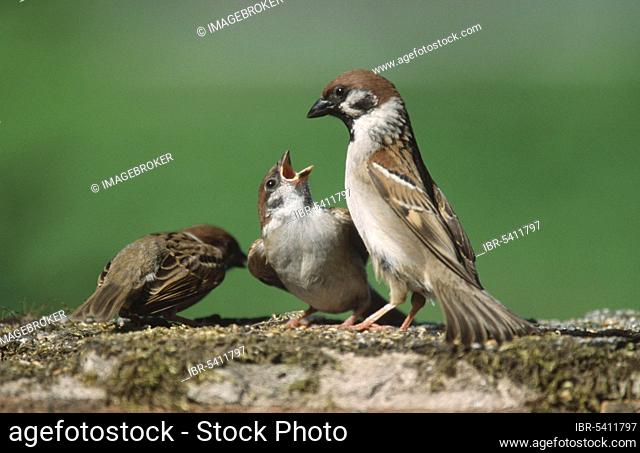 Tree Sparrow (Passer montanus) feeding young, Lower Saxony, Germany, Europe