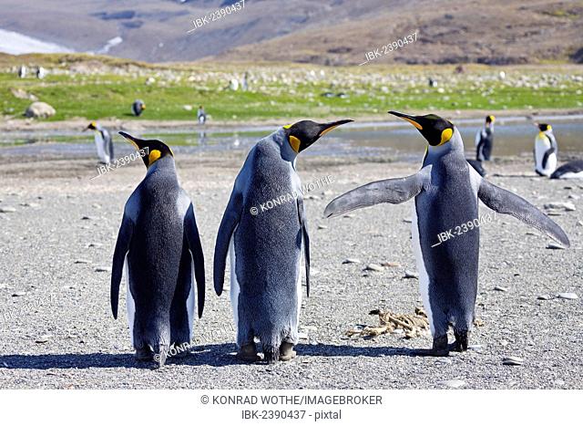 King Penguins (Aptenodytes patagonicus), St. Andrews Bay, South Georgia, Subantarctic, Antarctica