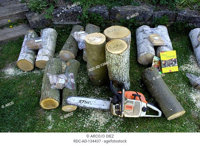 Trunks of hardwood for mushroom cultivation Beech Birch Oak chainsaw