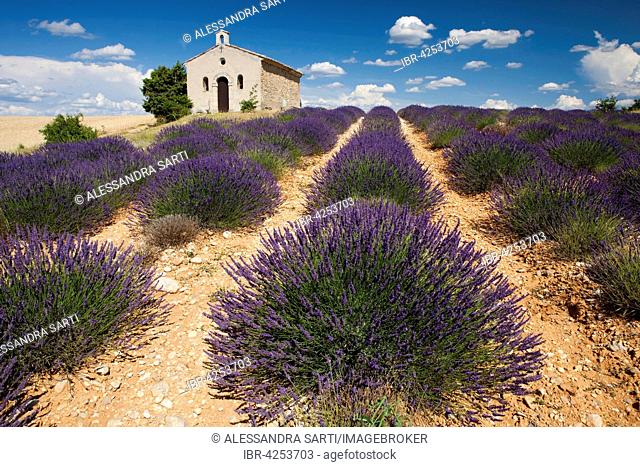 Lavender (Lavandula angustifolia) field, chapel, Alpes-de-Haute-Provence, Provence, Provence-Alpes-Côte d'Azur, France