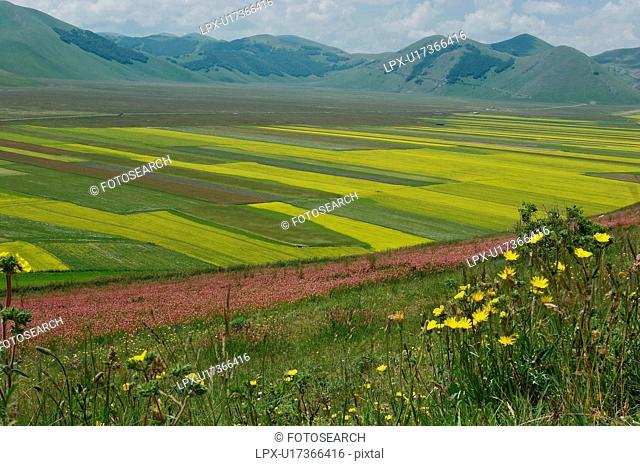 Panoramic view of lentil fields and rapeseed cultivated in mountain meadow of Piano Grande