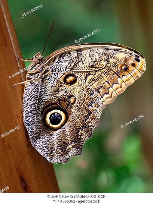 Owl Butterfly Caligo Eurilochus large big eye eyes butterflies