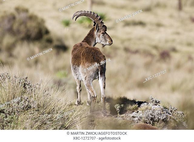 Walia Ibex or Ethiopien Ibex Capra walie, Simien Mountains National Park  Male  Due to habitat loss the Walia Ibex is very endangered
