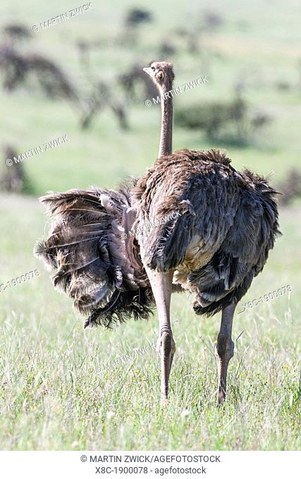 Ostrich Struthio camelus, subspecies North african ostrich Struthio camelus molybdophanes walking through high gras in the Lewa Wildlife Conservancy  Africa
