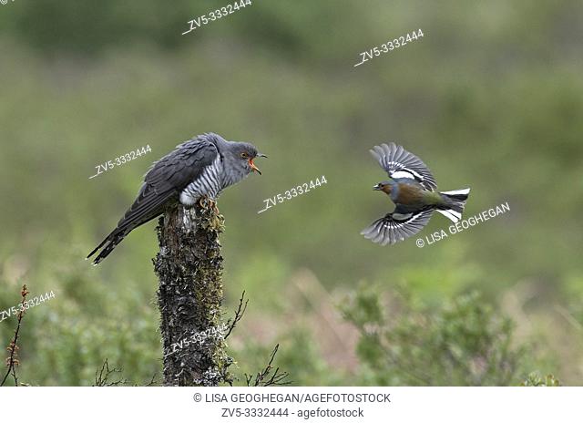 Male Cuckoo-Cuculus canorus and Chaffinch-Fringilla coelebs fight